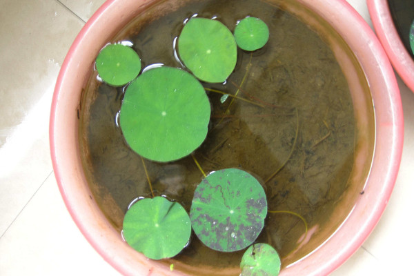 碗蓮的種法和注意事項(xiàng)，日均光照時(shí)長不得小于4小時(shí)