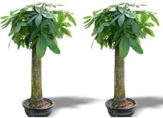 發(fā)財樹鋸斷后怎樣養(yǎng)活，及時消毒/做好澆水光照溫度