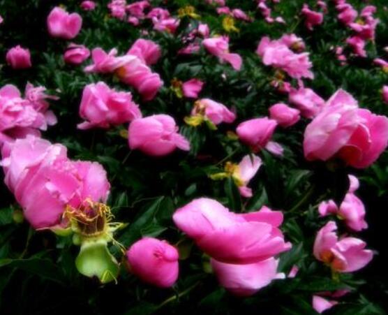 芍藥花茶的制作，最簡(jiǎn)單的單獨(dú)泡制/綠茶搭配泡制