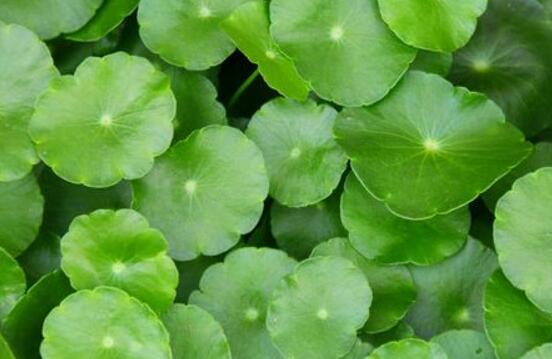 銅錢草水培變黃怎么辦，做好六大要點變得青翠碧綠