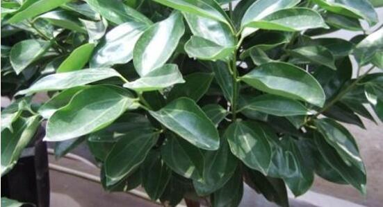 平安樹怎么澆水，平安樹澆水方法