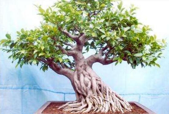 榕樹盆景怎么修剪，榕樹盆景修剪方法