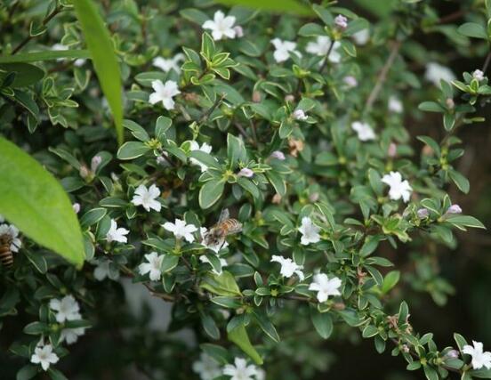 六月雪葉子發(fā)黃怎么辦，六月雪葉子發(fā)黃解決辦法
