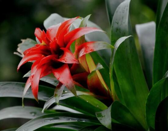 鴻運當頭開花時間，從冬季盛放到春季(半年)