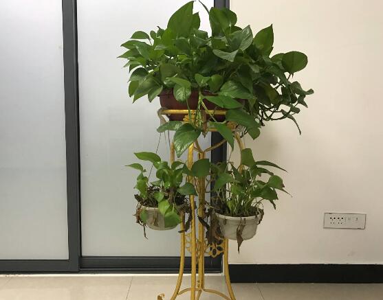 綠蘿有毒嗎，有毒千萬(wàn)別當(dāng)菜吃