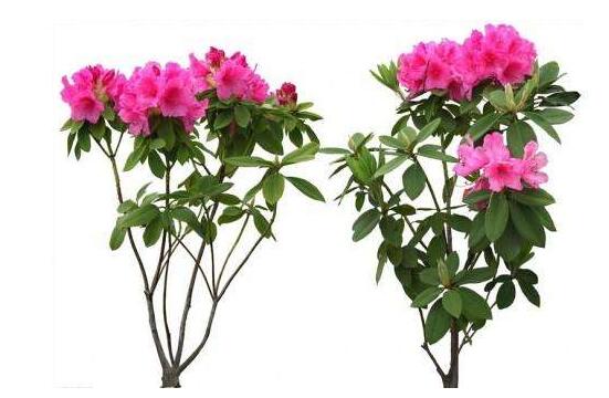 杜鵑花怎么修剪，杜鵑花修剪方法