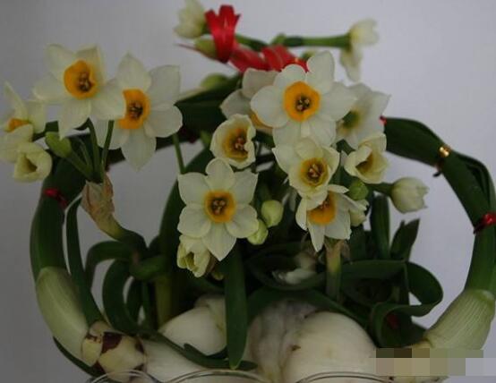 水仙花三大培植方法，介紹三種種植方法(土培/水培/沙培)