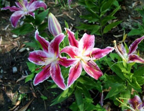 香水百合花語，一種純潔、一種與世無爭