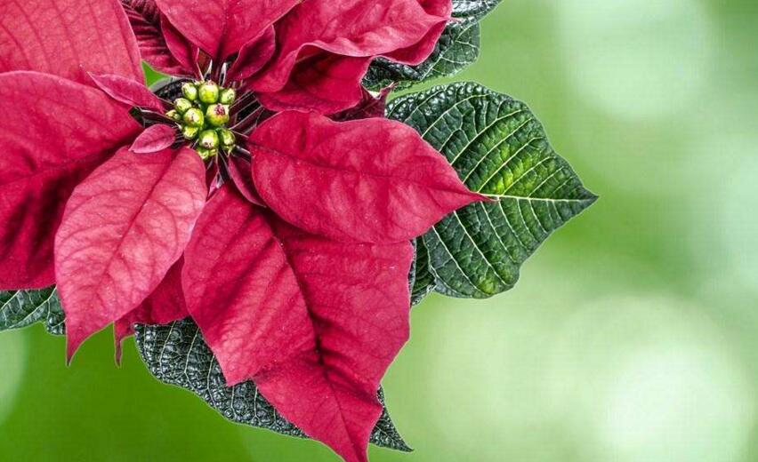 一品紅有沒(méi)有毒，有毒和無(wú)毒的說(shuō)法