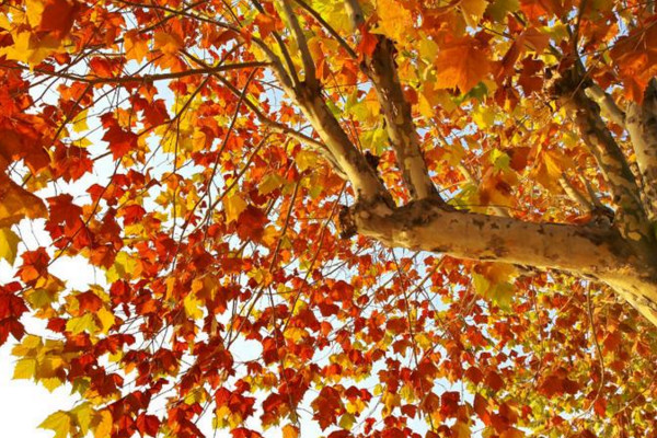 楓樹和梧桐的區(qū)別，可以通過以下4點對它們進行區(qū)分