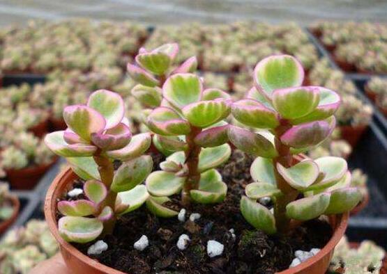 雅樂之舞如何變粉，五個小妙招教你變得粉紅