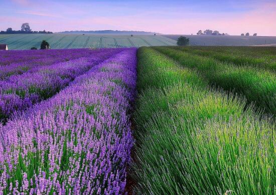 薰衣草有哪些品種，薰衣草品種圖片大全