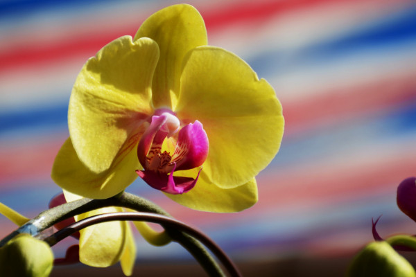 送蝴蝶蘭代表什么意思，夸贊女性/我愛(ài)你/友情深厚等