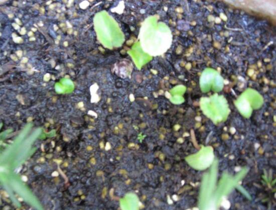 仙客來種子什么時候種，仙客來種子多久發(fā)芽