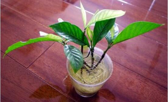 桅子花怎么扦插，老農(nóng)總結(jié)兩大扦插繁殖方法(水插與土插)