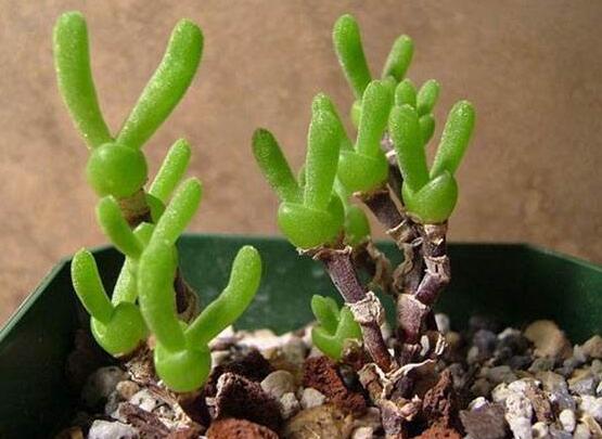 碧光環(huán)的用土方法，四份營養(yǎng)土六份蛭石一份珍珠巖混合配制