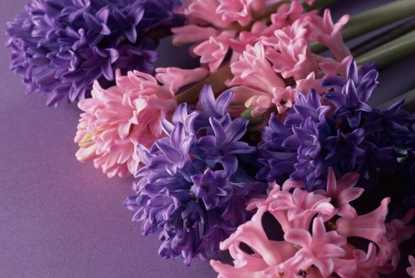 風(fēng)信子的傳說，古希臘神話中的爛漫之花