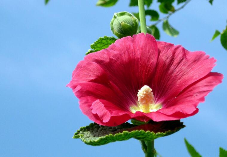木芙蓉花什么時(shí)候開花，在每年的8到11月份開花