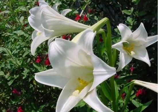 百合花怎么繁殖，百合花的繁殖方法