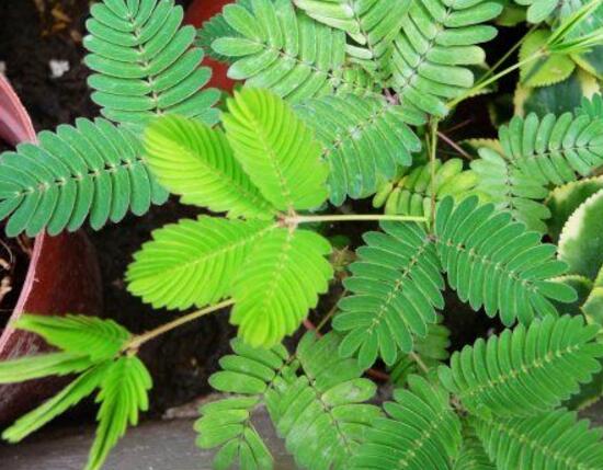 含羞草怎么繁殖，含羞草的繁殖方法