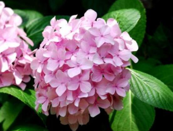 繡球花為什么不開花，教你六種好方法花開爆盆