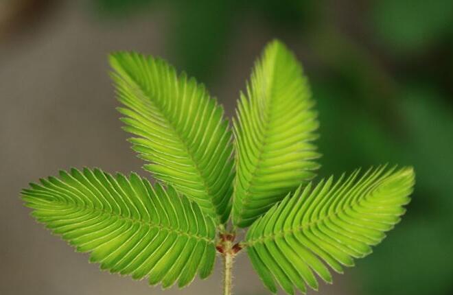含羞草夏天能播種嗎，不能種/只能在春秋兩季栽種