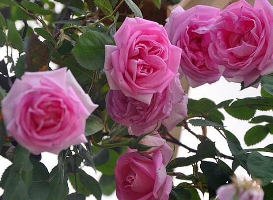 藤本月季的主要品種，盤點(diǎn)八大最美麗的品種