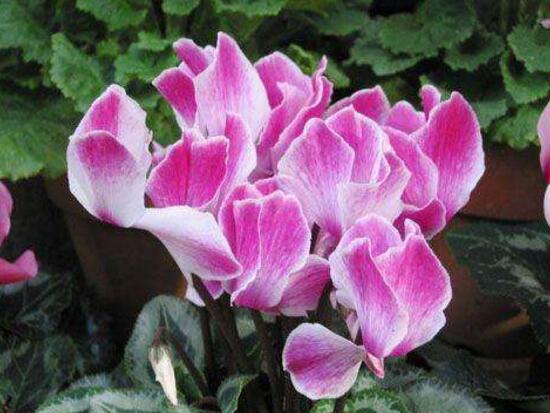 仙客來的寓意是什么，象征著喜迎貴客的美好寓意