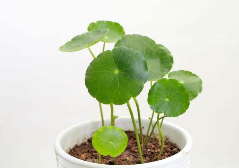 銅錢草怎么種，4個(gè)養(yǎng)殖方面要注意