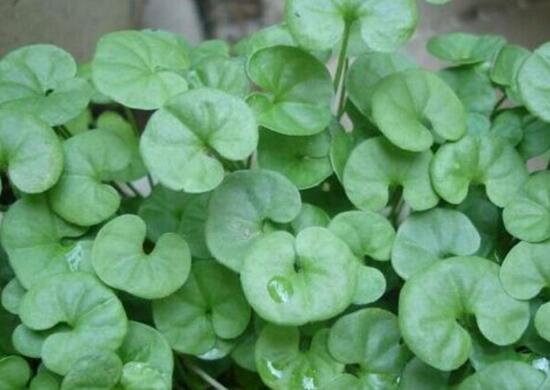 銅錢草有哪些品種，銅錢草品種圖片大全