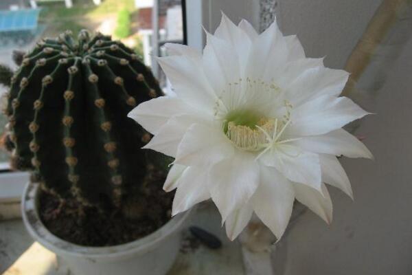 仙人球開花時間，全年都能開花但需要細心的養(yǎng)護