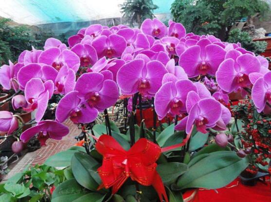 蝴蝶蘭開(kāi)花前怎么養(yǎng)護(hù)，教你五種好方法花開(kāi)的茂盛