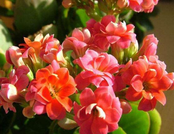 長壽花可以水培嗎，長壽花水培方法