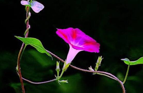 牽?；麊?，提升家運(yùn)，招財(cái)納氣