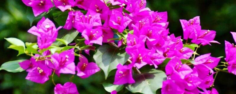 三角梅根系發(fā)達嗎