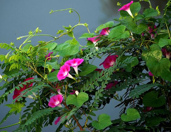 打碗花與牽?；ǖ膮^(qū)別，教你三種區(qū)別方法(株型/生長(zhǎng)習(xí)性/價(jià)值)