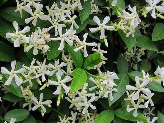 風(fēng)車茉莉怎么養(yǎng)，教你八個(gè)方法養(yǎng)的郁郁蔥蔥