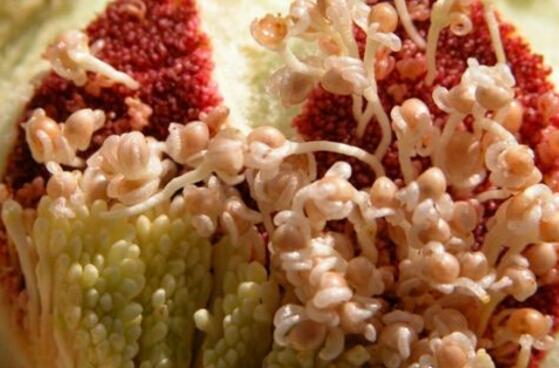 橡皮樹開花嗎，橡皮樹多久開花(一年兩次）