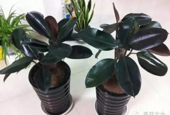 橡皮樹用什么肥料好，橡皮樹怎么養(yǎng)長得快