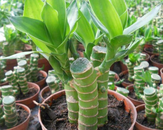 富貴竹開花什么預(yù)兆，富貴竹什么時候開花