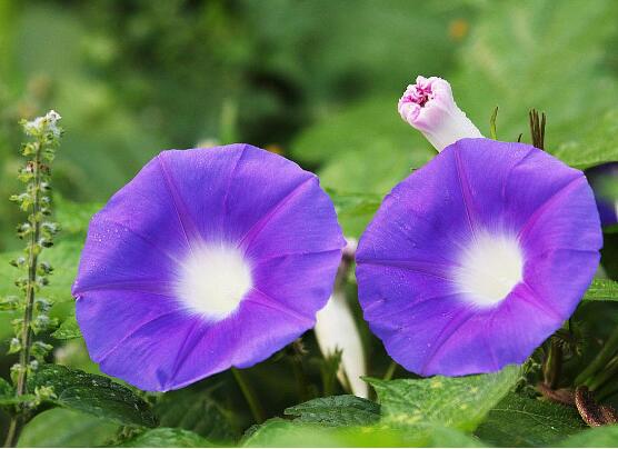 牽?；ㄔ趺答B(yǎng)，牽牛花養(yǎng)殖方法