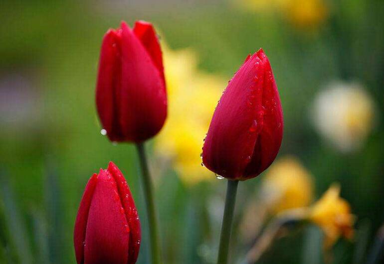 郁金香家庭水培方法，花球選擇很關(guān)鍵