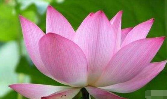 迎賓芙蓉怎么繁殖，盤點最實用的四大繁殖方法