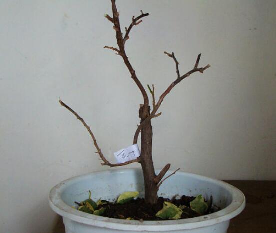 三角梅怎么剪枝，教你三種簡(jiǎn)單易學(xué)的方法