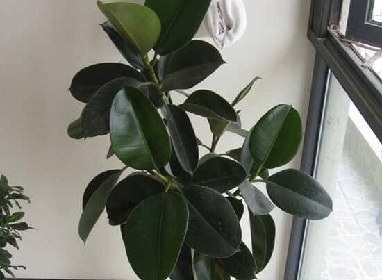 橡皮樹多久澆次水，橡皮樹怎么澆水