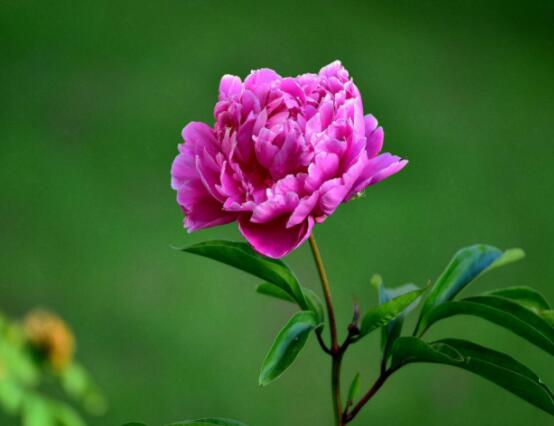 君子蘭的根太多怎么辦，教你兩種解決方法(開(kāi)花前后期)