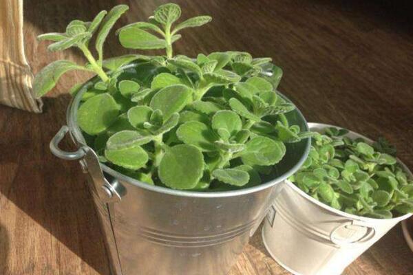 北方怎么養(yǎng)殖碰碰香，必須要做好以下5點