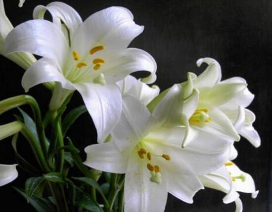 盆栽百合花施什么肥好，百合花怎么施肥/施用氮肥