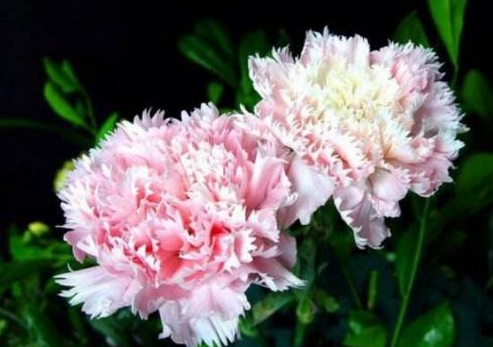 康乃馨為何葉子尖黃，康乃馨葉子發(fā)黃怎么辦