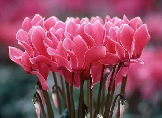 仙客來的寓意是什么，象征著喜迎貴客的美好寓意